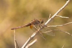 Crocothemis servilia