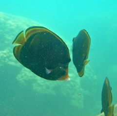 Chaetodon flavirostris