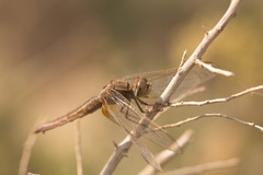Crocothemis servilia