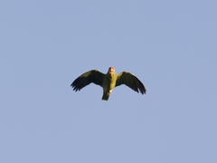 Amazona viridigenalis