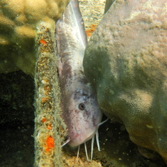 Plotosus lineatus