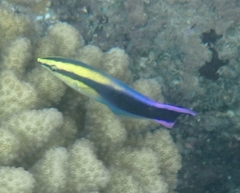 Labroides phthirophagus