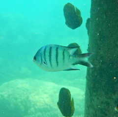 Abudefduf whitleyi