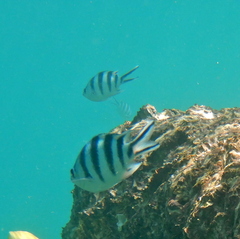 Abudefduf sexfasciatus