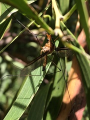 Leptotarsus clavatus