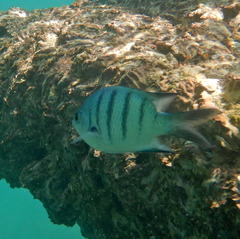 Abudefduf whitleyi
