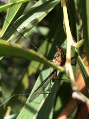 Leptotarsus clavatus
