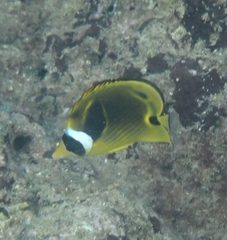 Chaetodon lunula