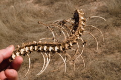 Pylodictis olivaris