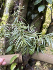 Saxegothaea conspicua