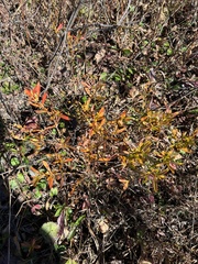 Hypericum densiflorum