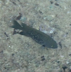 Plectroglyphidodon marginatus