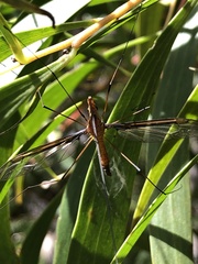 Leptotarsus clavatus