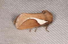 Prolimacodes trigona