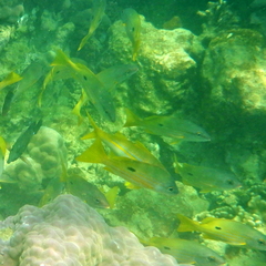 Lutjanus fulviflamma