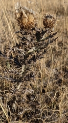 Cirsium ochrocentrum