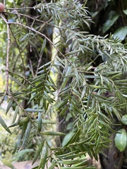 Saxegothaea conspicua