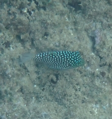 Canthigaster jactator