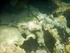 Cymbacephalus beauforti