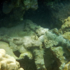 Cymbacephalus beauforti