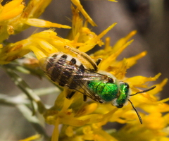 Agapostemon melliventris
