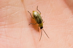 Diabrotica longicornis