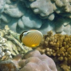 Chaetodon lunulatus