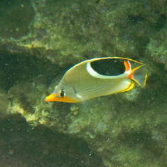 Chaetodon ephippium