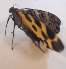 Pantherodes