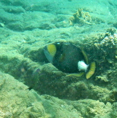 Balistoides viridescens