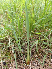 Dianella amoena