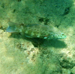 Plectropomus leopardus