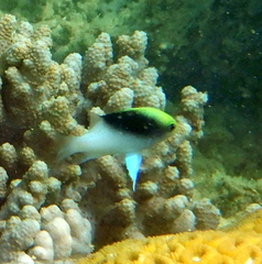 Chrysiptera rollandi