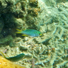 Neopomacentrus nemurus