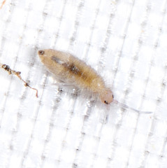 Entomobryidae