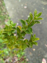 Ilex maximowicziana