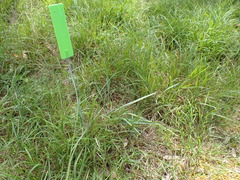Dianella amoena