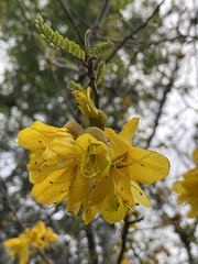 Sophora cassioides