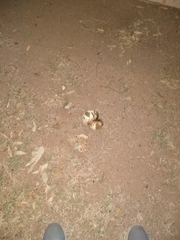 Battarrea