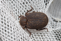 Trogidae