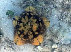 Culcita novaeguineae