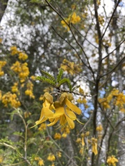 Sophora cassioides