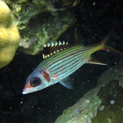 Neoniphon sammara