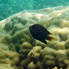 Neoglyphidodon nigroris