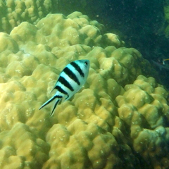 Abudefduf sexfasciatus