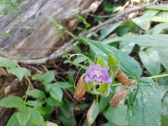 Nothochelone nemorosa