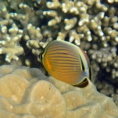 Chaetodon lunulatus