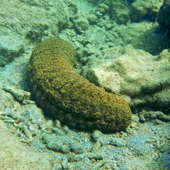 Stichopus herrmanni