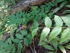 Nothochelone nemorosa