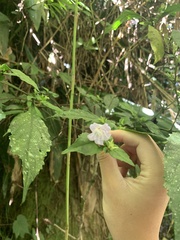 Strobilanthes flexicaulis